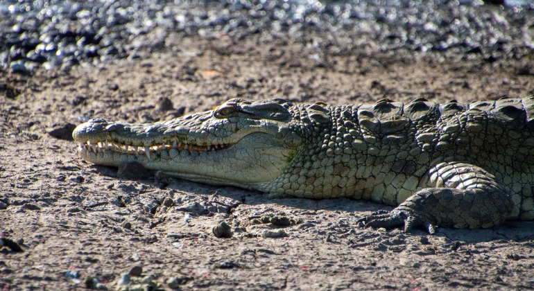 Nairobi National Park Pirschfahrt Tour Kenia — #4
