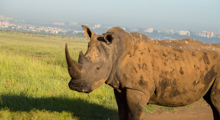Nairobi National Park Pirschfahrt Tour Kenia — #5
