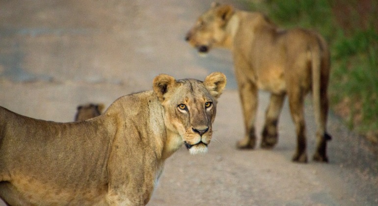 Nairobi National Park Pirschfahrt Tour Kenia — #7