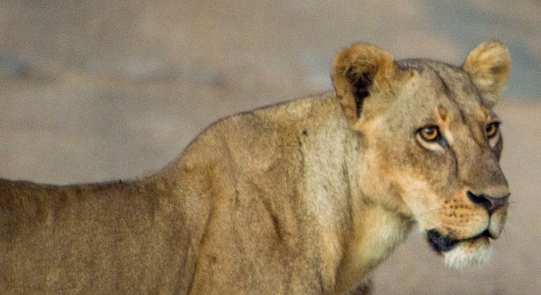 Nairobi National Park Pirschfahrt Tour Kenia — #8