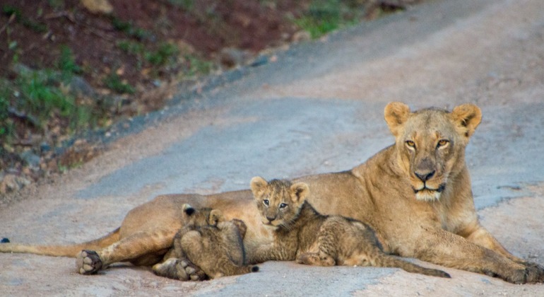 Nairobi National Park Pirschfahrt Tour Kenia — #9