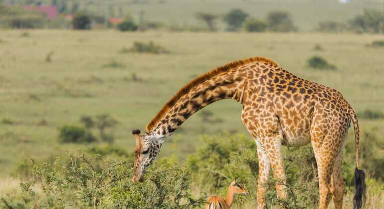 Nairobi National Park Pirschfahrt Tour Kenia — #11