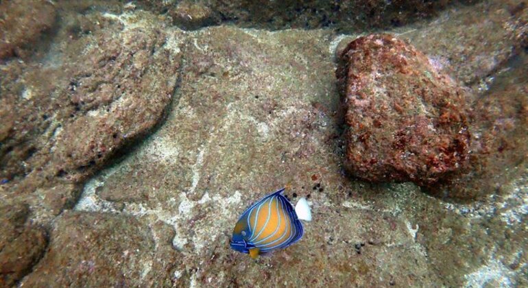 Plongée sous-marine à Mirissa, Sri Lanka