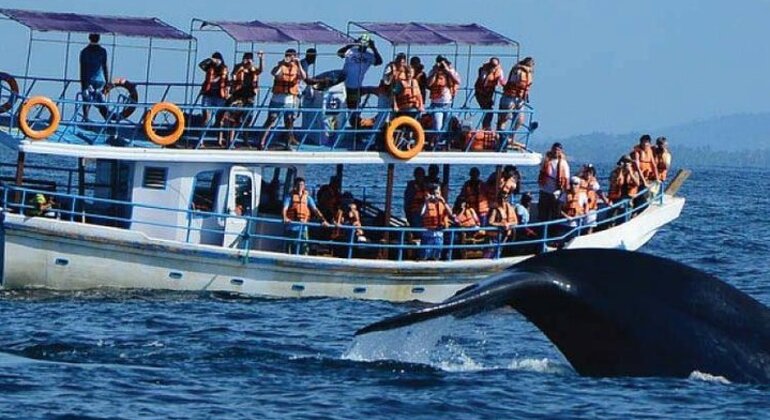 Osservazione delle balene a Mirissa, Sri Lanka