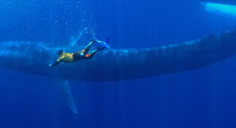 Snorkeling com baleias em Mirissa Organizado por Z R I Adventures