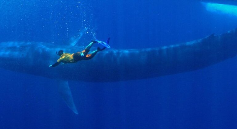 Snorkeling with Whales in Mirissa