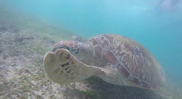 Snorkeling with Turtles in Mirissa Provided by Z R I Adventures
