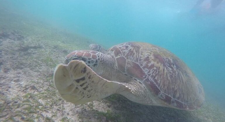 Schnorcheln mit Schildkröten in Mirissa Bereitgestellt von Z R I Adventures