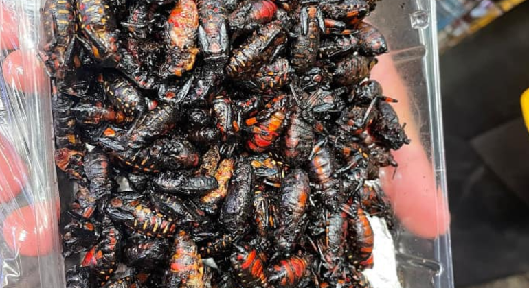 Excursão à Cidade do México: Mercado La Merced e Sonora com degustações México — #7