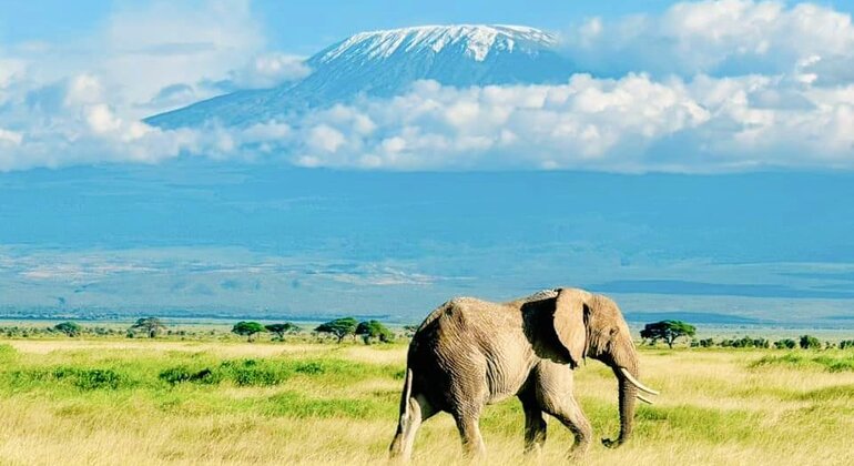 Safari de 3 jours à l'orphelinat des éléphants, au parc national d'Amboseli et au Masai Mara Fournie par Kevin Kimana