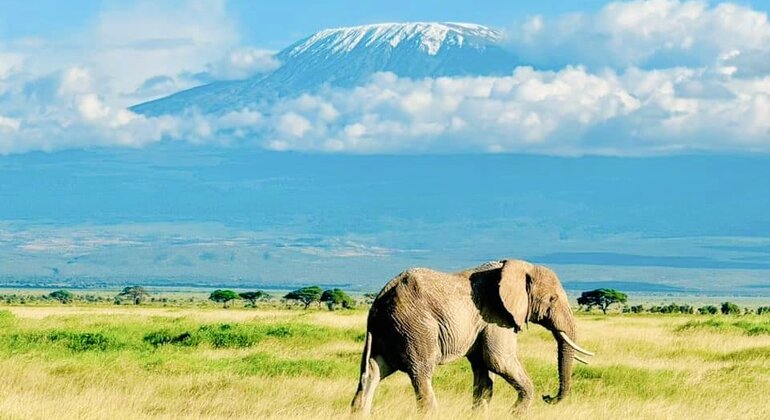 Orfanotrofio degli elefanti, parco nazionale di Amboseli e Masai Mara Safari di 3 giorni Kenya — #1