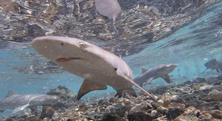 Erlebnis Haifischbucht, Cape Verde