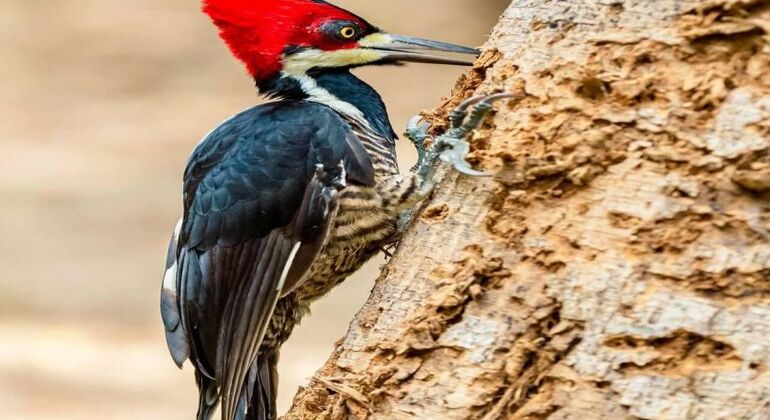 Excursão de 1 dia Baru Playa Blanca + Observação de aves nacionais Organizado por Jhoany Fajardo B