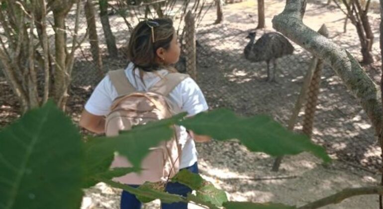 Excursão de 1 dia Baru Playa Blanca + Observação de aves nacionais Colômbia — #5