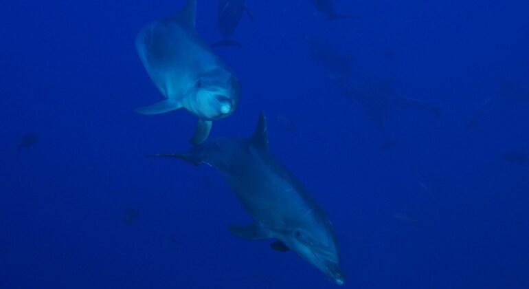 Passeio de golfinhos em Hurghada Organizado por True diver Hurghada