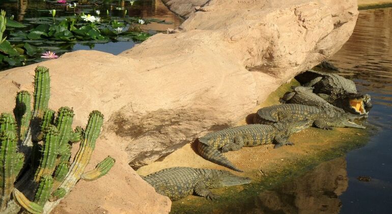 Parque dos Crocodilos de Agadir, com bilhete incluído Marrocos — #2