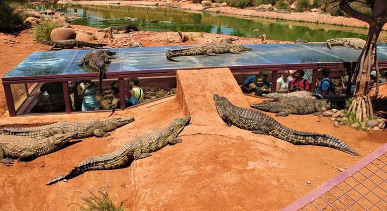 Parque dos Crocodilos de Agadir, com bilhete incluído Marrocos — #5