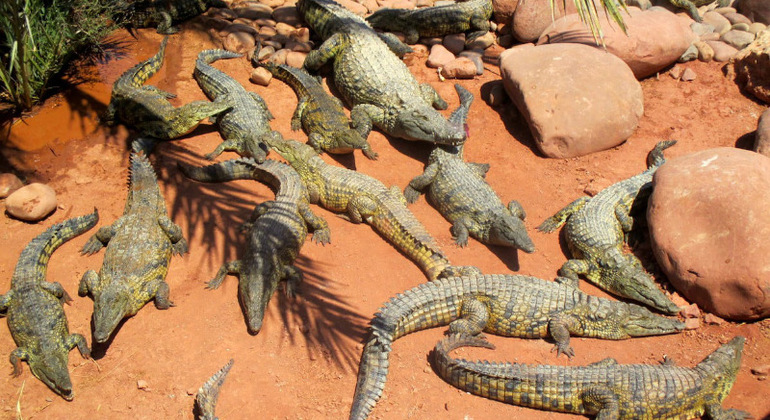 Parque dos Crocodilos de Agadir, com bilhete incluído Marrocos — #8