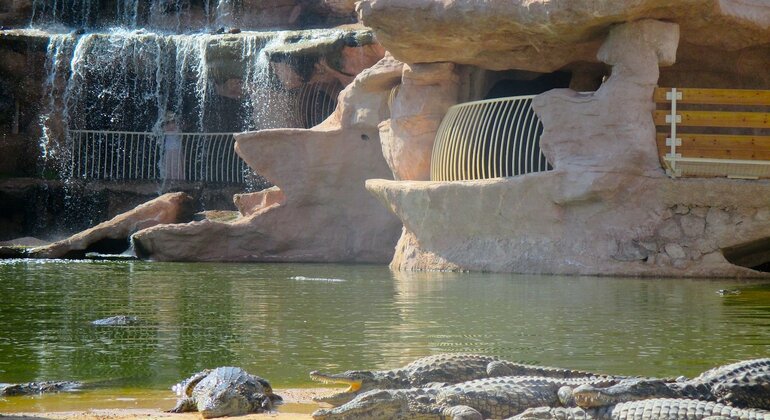 Parque dos Crocodilos de Agadir, com bilhete incluído Marrocos — #9