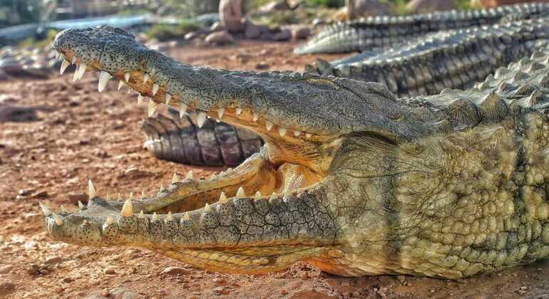 Parque dos Crocodilos de Agadir, com bilhete incluído Marrocos — #12