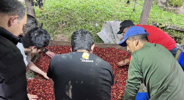 Bogotá: Tour de café em Silvania - Fazenda de café