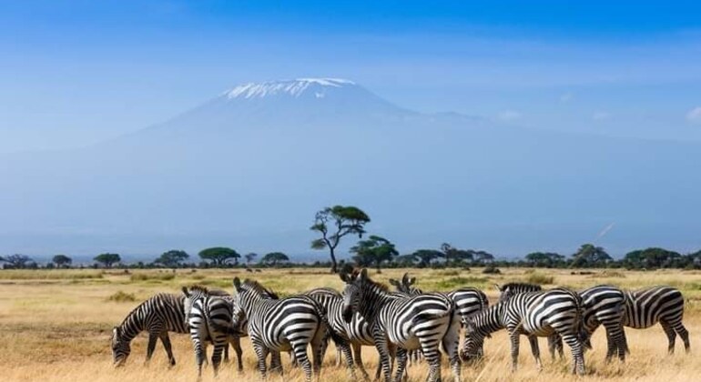 Explore los safaris por la sabana de Nairobi