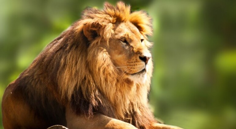 1 Day Ngorongoro Crater Safari from Arusha Tanzania — #3