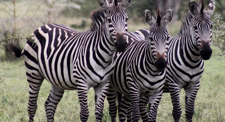 Safari de um dia na Tanzânia: Grupo que se junta ao Safari para Tarangire Tanzânia — #2