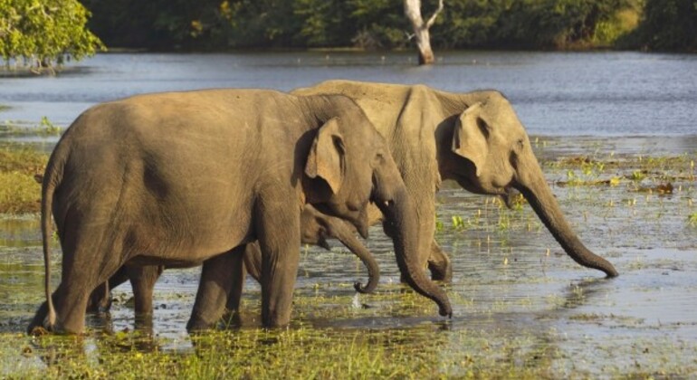 Safari de um dia na Tanzânia: Grupo que se junta ao Safari para Tarangire Tanzânia — #3