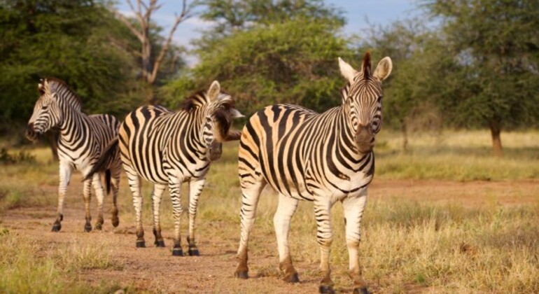 Safari de um dia na Tanzânia: Grupo que se junta ao Safari para Tarangire Tanzânia — #5