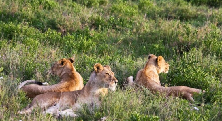 Safari de um dia na Tanzânia: Grupo que se junta ao Safari para Tarangire Tanzânia — #6