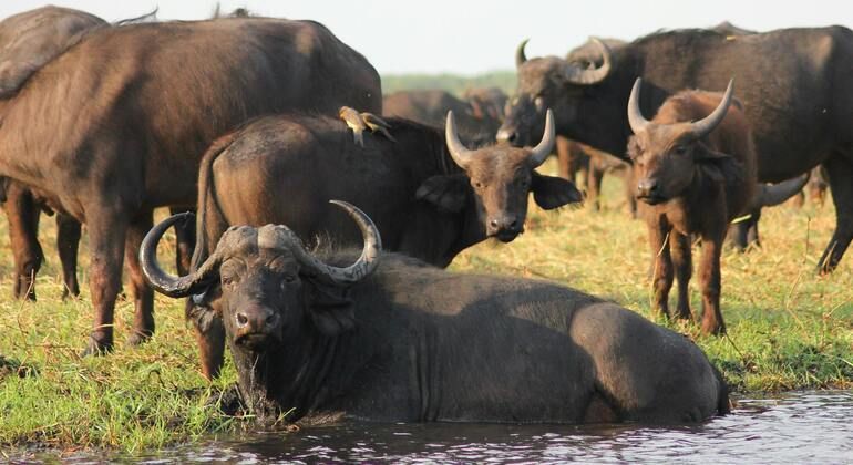 Rejoignez le safari : Inoubliable 5 jours et 4 nuits en Tanzanie Groupe Tanzanie — #2