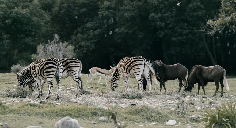 Rejoignez le safari : Inoubliable 5 jours et 4 nuits en Tanzanie Groupe Tanzanie — #3