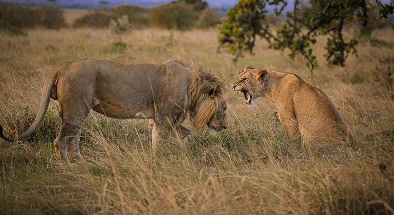 Rejoignez le safari : Inoubliable 5 jours et 4 nuits en Tanzanie Groupe Tanzanie — #4