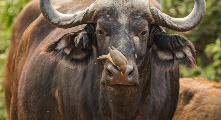 Rejoignez le safari : Inoubliable 5 jours et 4 nuits en Tanzanie Groupe Tanzanie — #5