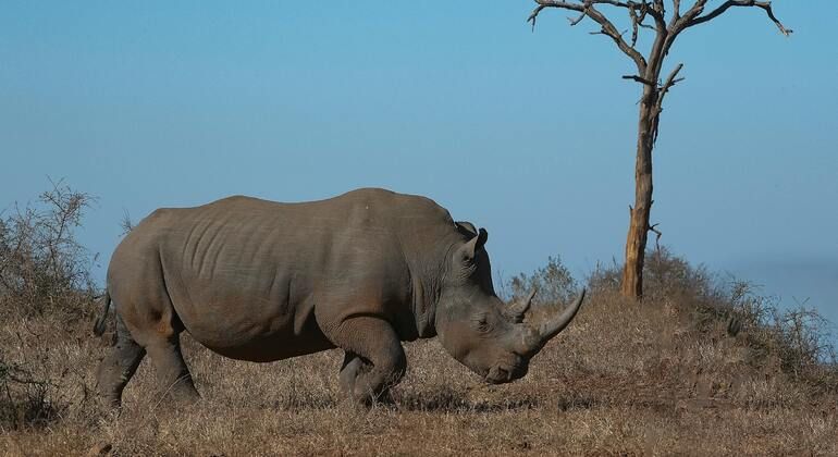 Rejoignez le safari : Inoubliable 5 jours et 4 nuits en Tanzanie Groupe Tanzanie — #7