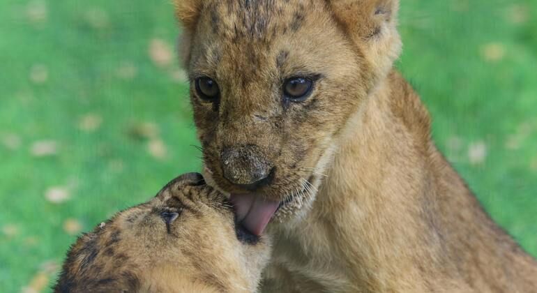 Rejoignez le safari : Inoubliable 5 jours et 4 nuits en Tanzanie Groupe Tanzanie — #8