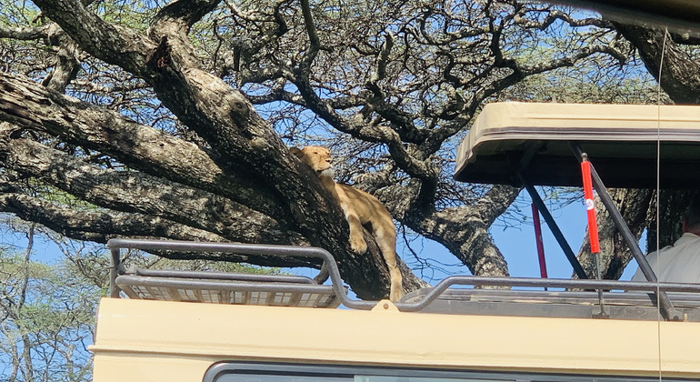 safari de 1 jour en Tanzanie : Rejoindre notre groupe Tanzanie — #2