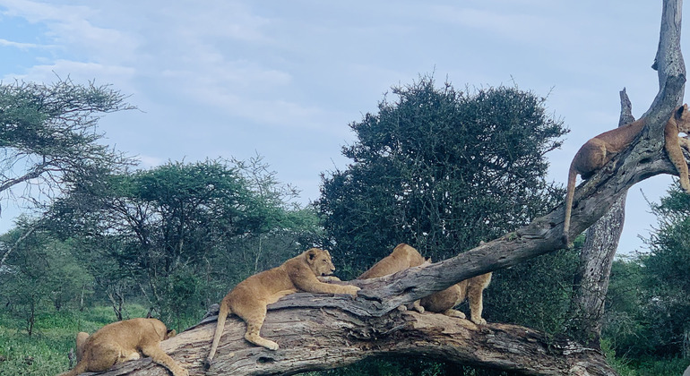 safari de 1 jour en Tanzanie : Rejoindre notre groupe Tanzanie — #3