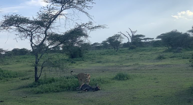 safari de 1 jour en Tanzanie : Rejoindre notre groupe Tanzanie — #4