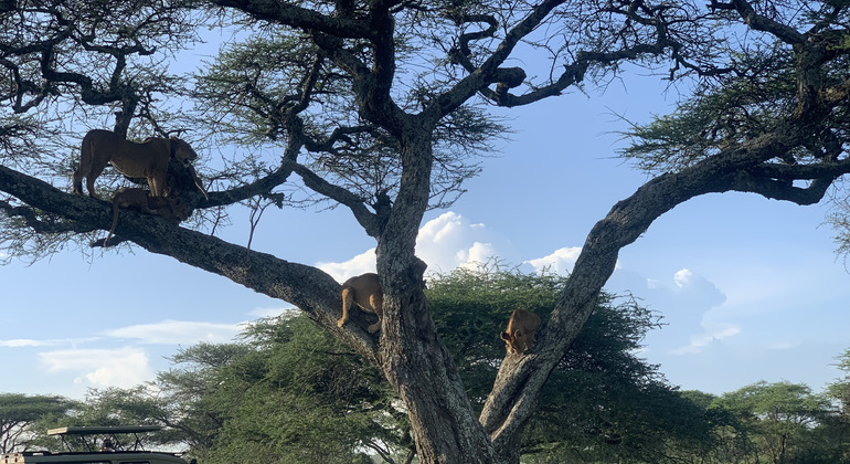 safari de 1 jour en Tanzanie : Rejoindre notre groupe Tanzanie — #5
