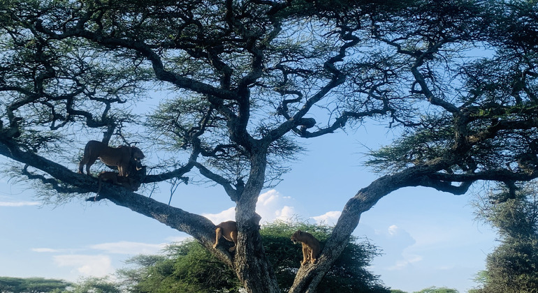 safari de 1 jour en Tanzanie : Rejoindre notre groupe Tanzanie — #6