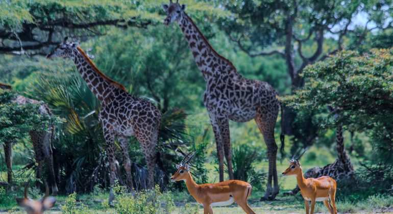 Avventura Safari Mikumi: Tour di un giorno Tanzania &mdash; #3