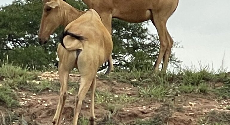 entebbe-walking-tour-es-2