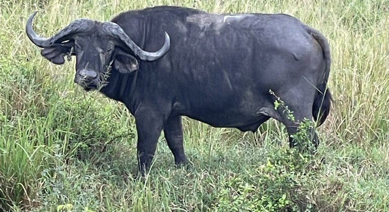 entebbe-walking-tour-es-3