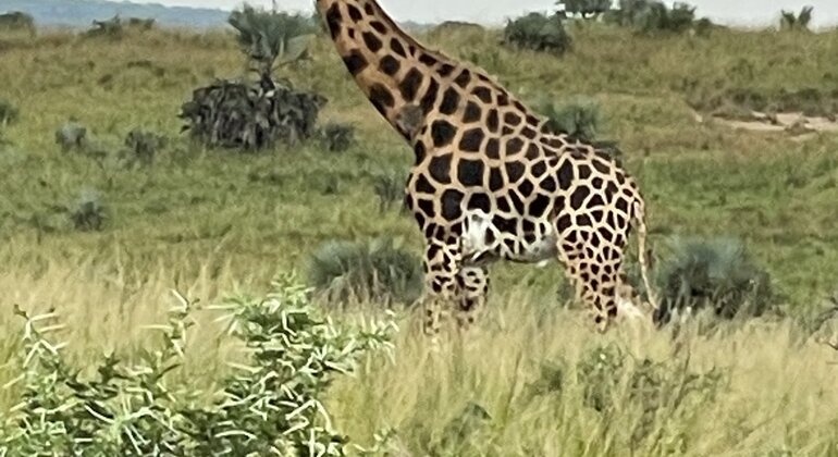 entebbe-walking-tour-es-4