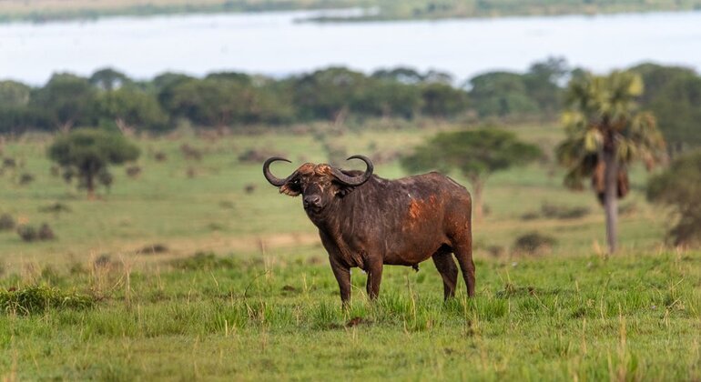 entebbe-walking-tour-es-6
