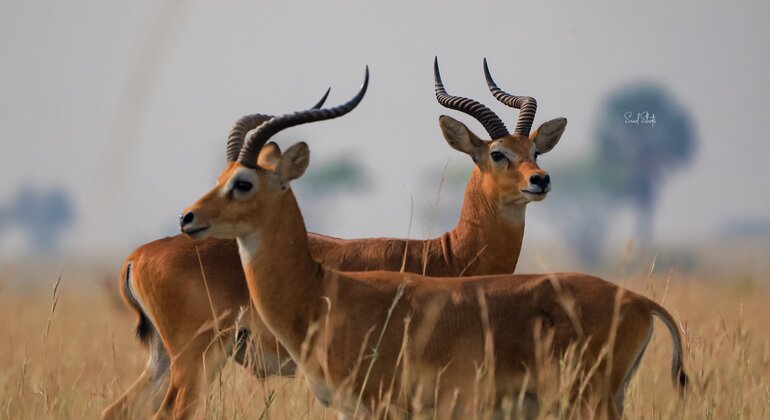 entebbe-walking-tour-es-7