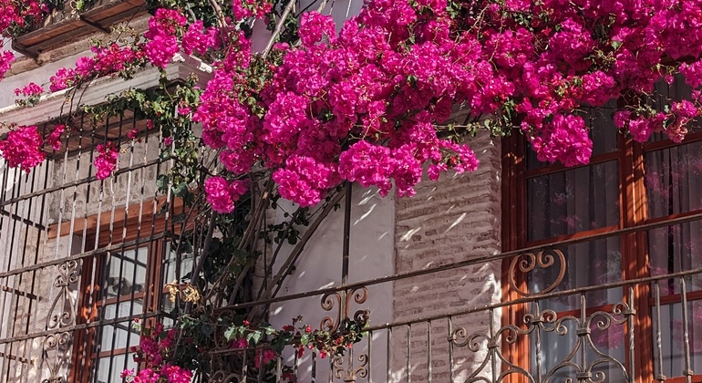 free-tour-por-marbella-ayer-hoy-en-3