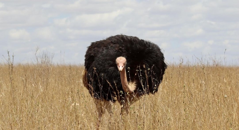 Nairobi National Park Wildlife Safari Kenya — #2